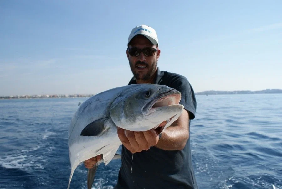 Barracuda