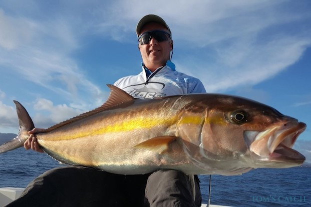 Amberjack Pesca