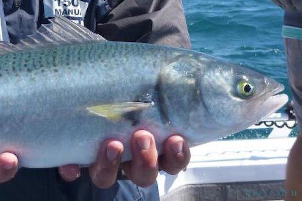 Australian salmon Pesca