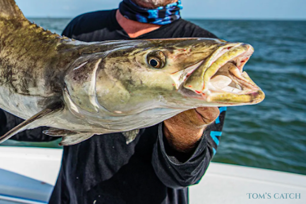 Cobia Pesca