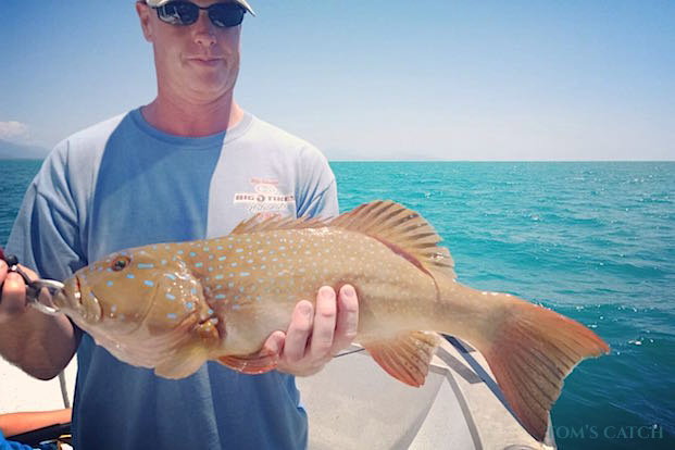 Coral Trout Pesca