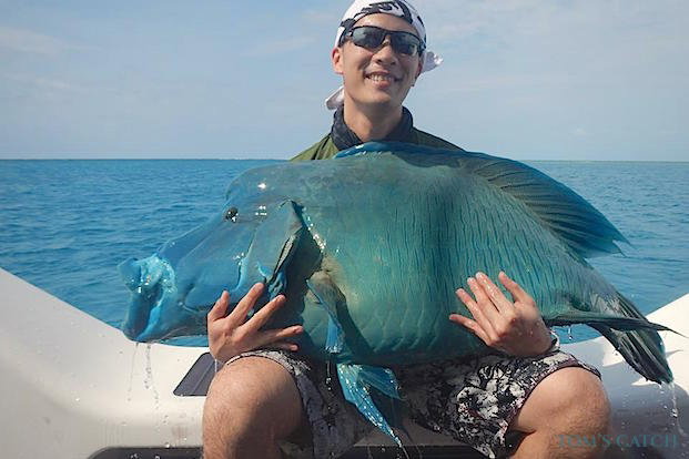 Humphead Wrasse Pesca