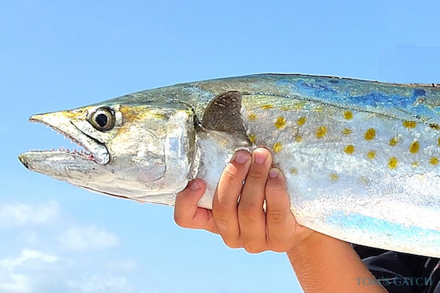 Spanish Mackerel Pesca