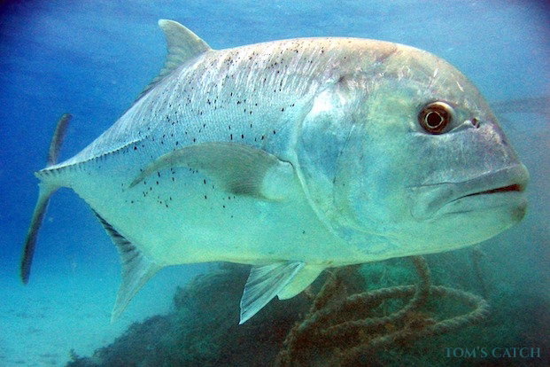 Giant Trevally fischen