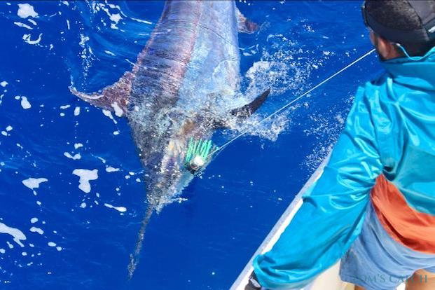 Blue Marlin fishing