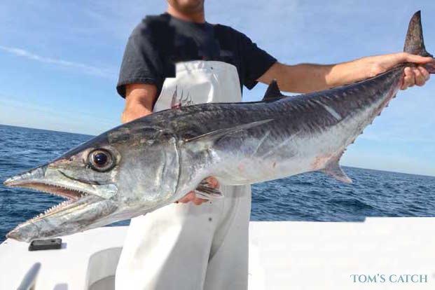 King mackerel fishing