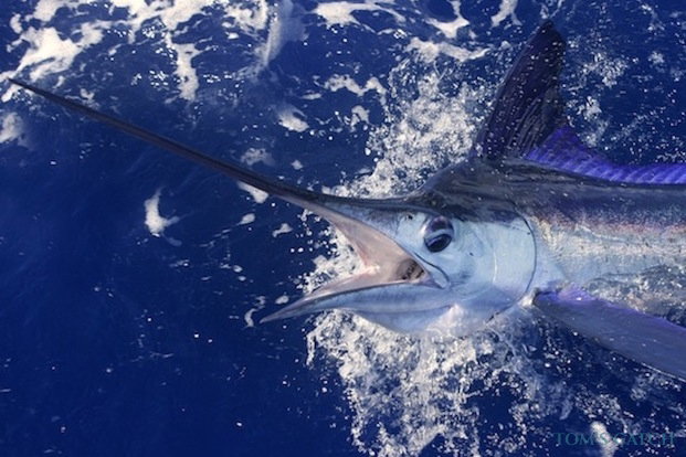 White Marlin fishing