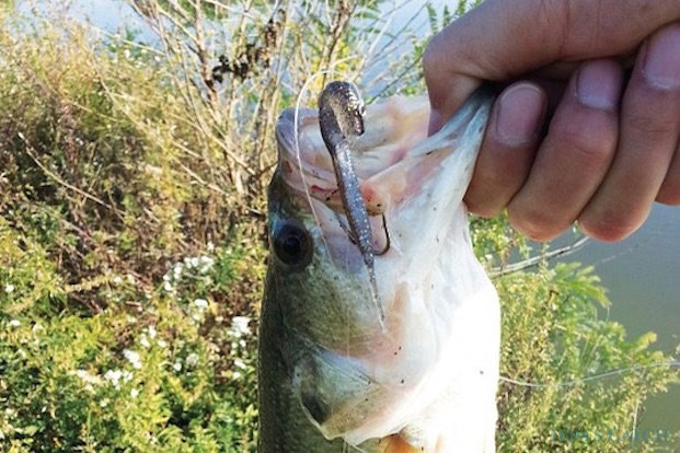 Bass Fishing