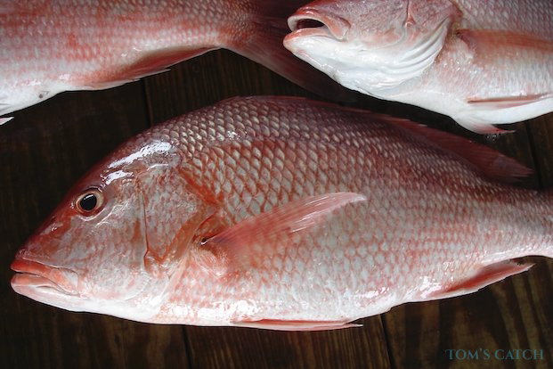 Snapper vissen