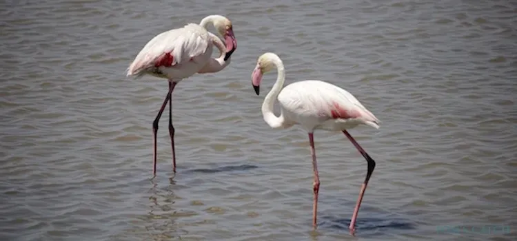 Zona de pesca Deltebre