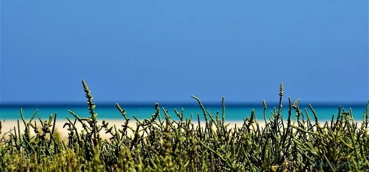 Fuerteventura zona de pesca